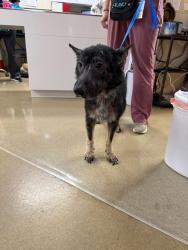 Shelter Stray Male Dog last seen Tredegar Lake Parkway, MIDLOTHIAN, VA, 23112, Chesterfield, VA 23832