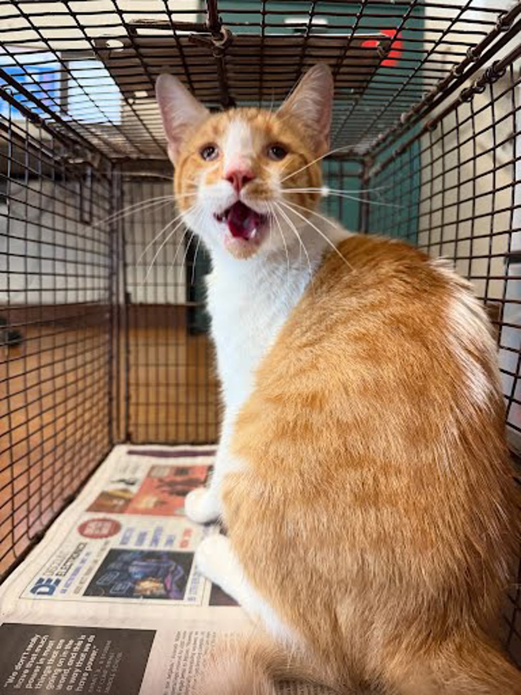 Shelter Stray Male Cat last seen Near Cruz Street, AUSTIN, TX, 78741, Austin, TX 78702