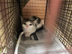 Shelter Stray Female Cat last seen Near Killingsworth Lane, PFLUGERVILLE, TX, 78660, Austin, TX 78702