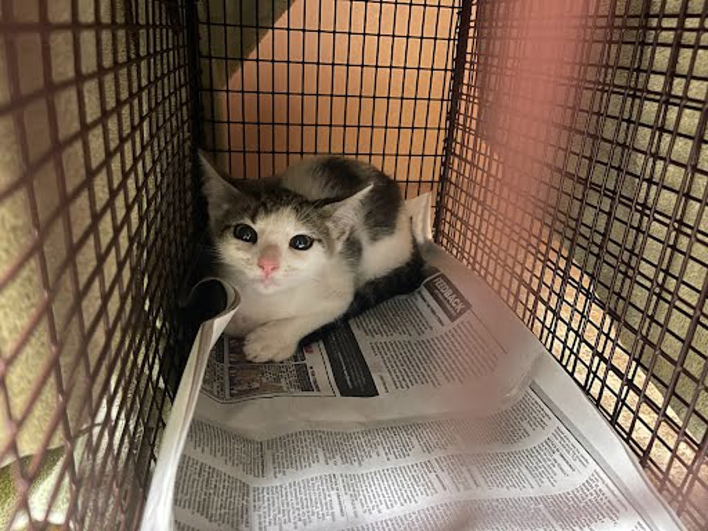 Shelter Stray Female Cat last seen Near Killingsworth Lane, PFLUGERVILLE, TX, 78660, Austin, TX 78702