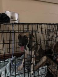 Shelter Stray Female Dog last seen Near Farm To Market Road 812, DEL VALLE, TX, 78617, Austin, TX 78702