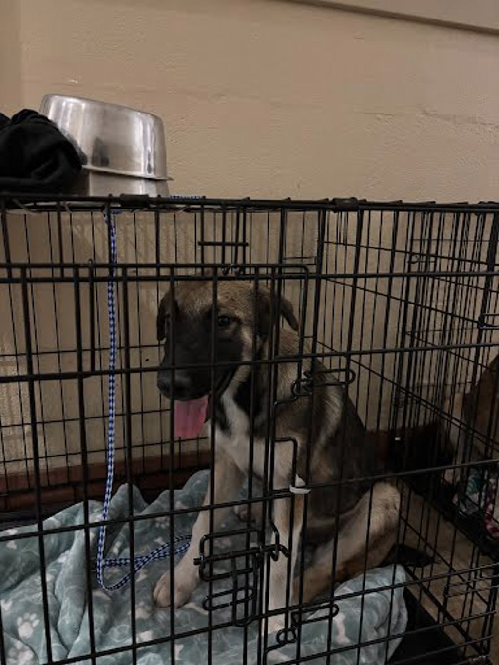 Shelter Stray Female Dog last seen Near Farm To Market Road 812, DEL VALLE, TX, 78617, Austin, TX 78702