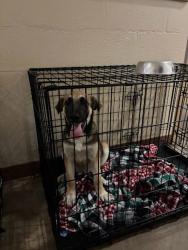 Shelter Stray Female Dog last seen Near Farm To Market Road 812, DEL VALLE, TX, 78617, Austin, TX 78702
