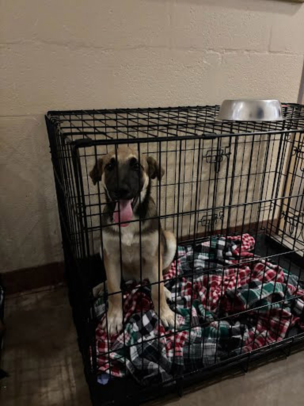 Shelter Stray Female Dog last seen Near Farm To Market Road 812, DEL VALLE, TX, 78617, Austin, TX 78702