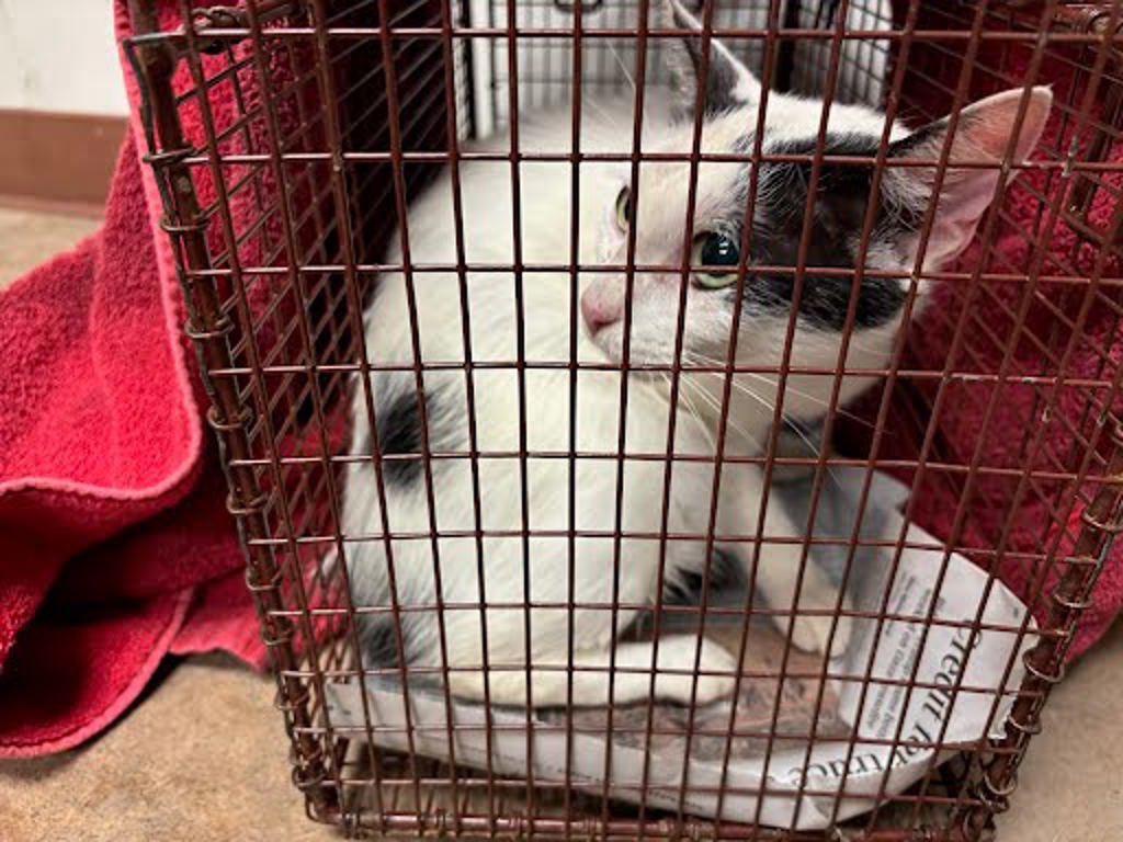 Shelter Stray Female Cat last seen Near Webberwood Ridge Drive, ELGIN, TX, 78621, Austin, TX 78702
