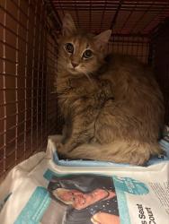 Shelter Stray Female Cat last seen Near Tamayo Drive, AUSTIN, TX, 78729, Austin, TX 78702