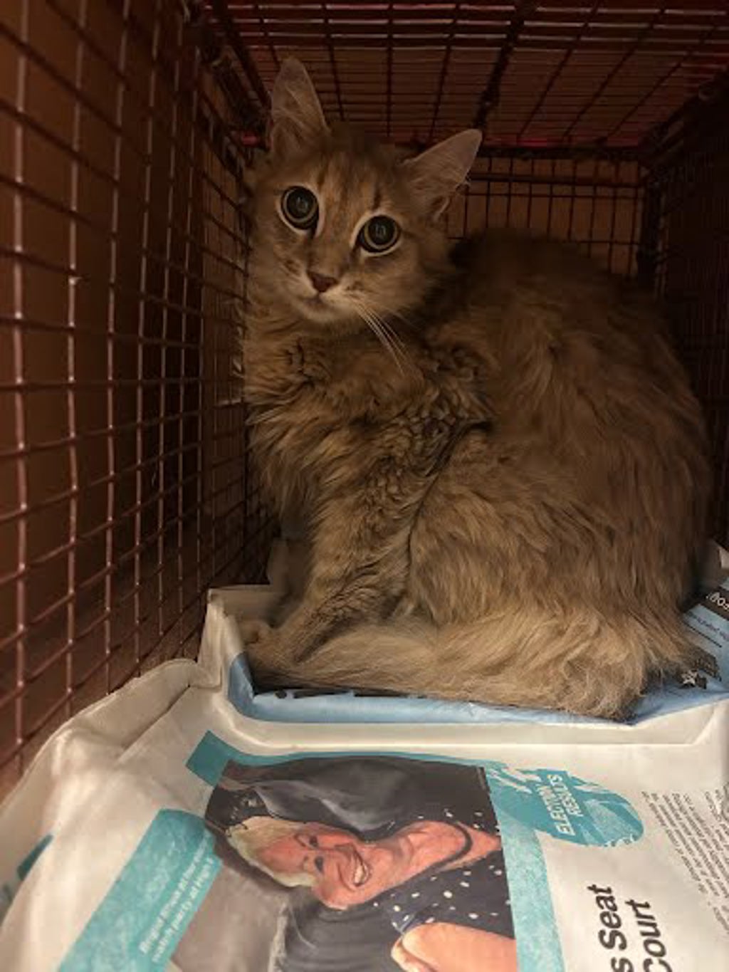 Shelter Stray Female Cat last seen Near Tamayo Drive, AUSTIN, TX, 78729, Austin, TX 78702