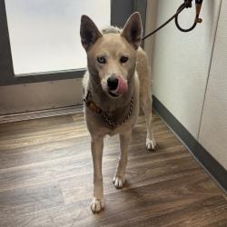 Shelter Stray Male Dog last seen 41st Street, San Diego, CA, 92105, San Diego, CA 92110