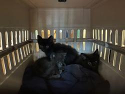 Shelter Stray Male Cat last seen Near N Meadows Drive, AUSTIN, TX, 78758, Austin, TX 78702