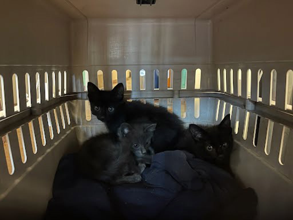 Shelter Stray Male Cat last seen Near N Meadows Drive, AUSTIN, TX, 78758, Austin, TX 78702