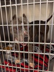 Shelter Stray Female Dog last seen Near Rockridge Drive, AUSTIN, TX, 78744, Austin, TX 78702