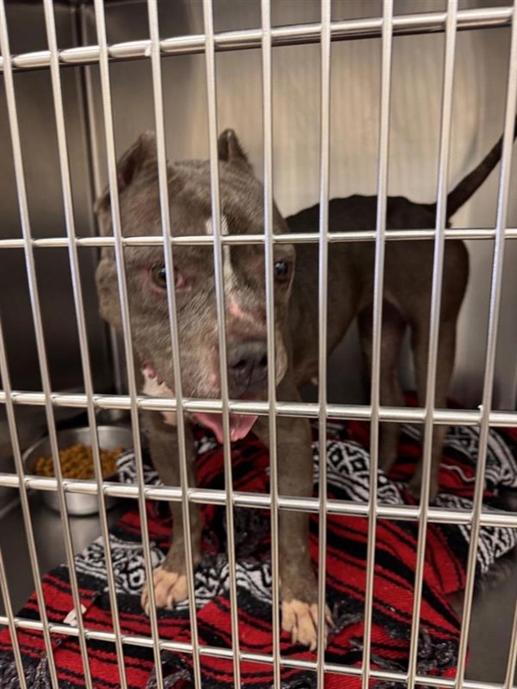 Shelter Stray Female Dog last seen Near Rockridge Drive, AUSTIN, TX, 78744, Austin, TX 78702