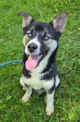 Shelter Stray Male Dog last seen Near Lee Begole Drive, NOVI, MI, 48375, Pontiac, MI 48341