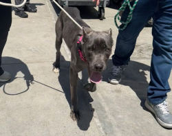 Shelter Stray Female Dog last seen E 150th Street, BRONX, NY, 10451, New York, NY 10029