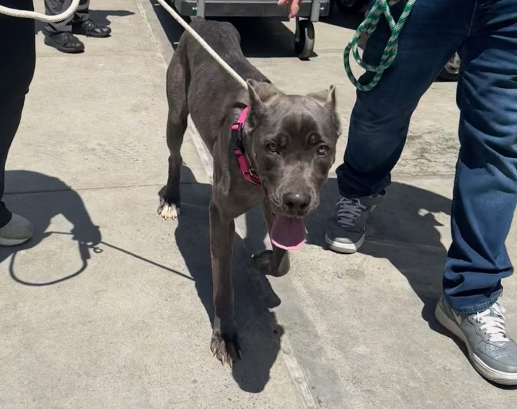 Shelter Stray Female Dog last seen E 150th Street, BRONX, NY, 10451, New York, NY 10029