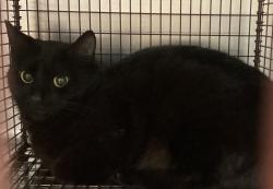 Shelter Stray Unknown Cat last seen Near Fanny Brown Road, RALEIGH, NC, 27603, Raleigh, NC 27610