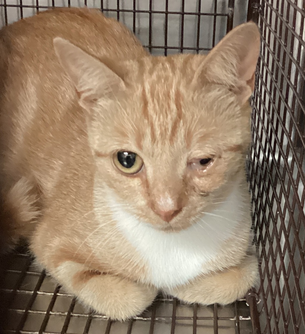 Shelter Stray Female Cat last seen Near S Carroll Street, APEX, NC, 27539, Raleigh, NC 27610