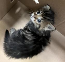 Shelter Stray Male Cat last seen 140th Street, NEW YORK, NY, 10030, New York, NY 10029