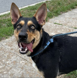 Shelter Stray Female Dog last seen NC, Raleigh, NC 27610