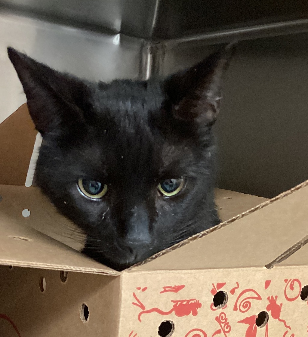 Shelter Stray Male Cat last seen Near E Millbrook Road, RALEIGH, NC, 27609, Raleigh, NC 27610