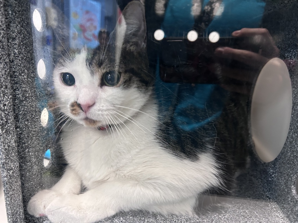 Shelter Stray Female Cat last seen N/a, NEW YORK, NY, 10029, New York, NY 10029