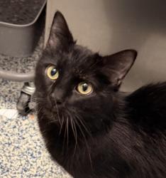 Shelter Stray Female Cat last seen Moore St & Countryside Dr., Westminster, CO, 80031, Golden, CO 80401