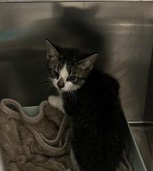 Shelter Stray Unknown Cat last seen w 1st ave & reed ct, Lakewood, CO, 80226, Golden, CO 80401