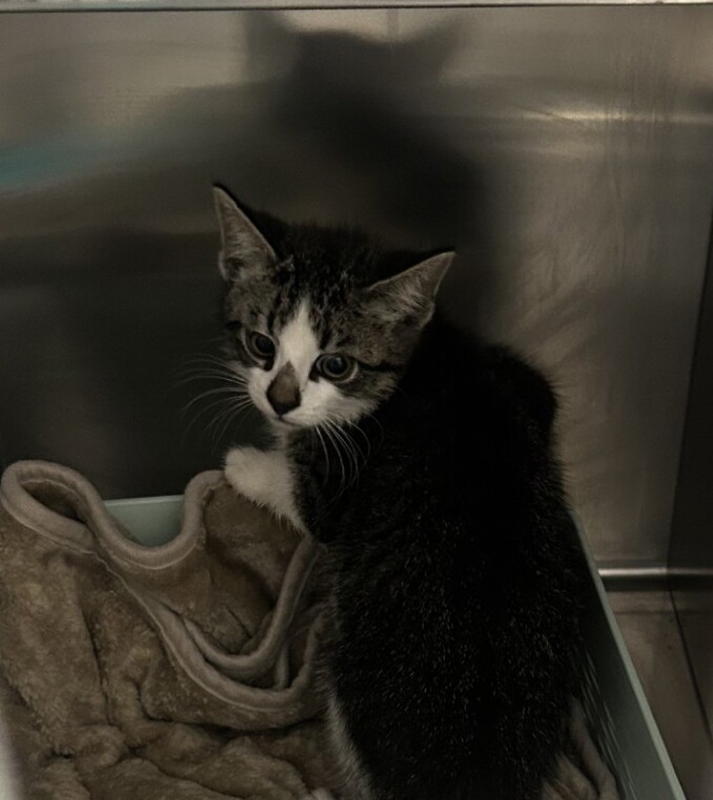 Shelter Stray Unknown Cat last seen w 1st ave & reed ct, Lakewood, CO, 80226, Golden, CO 80401
