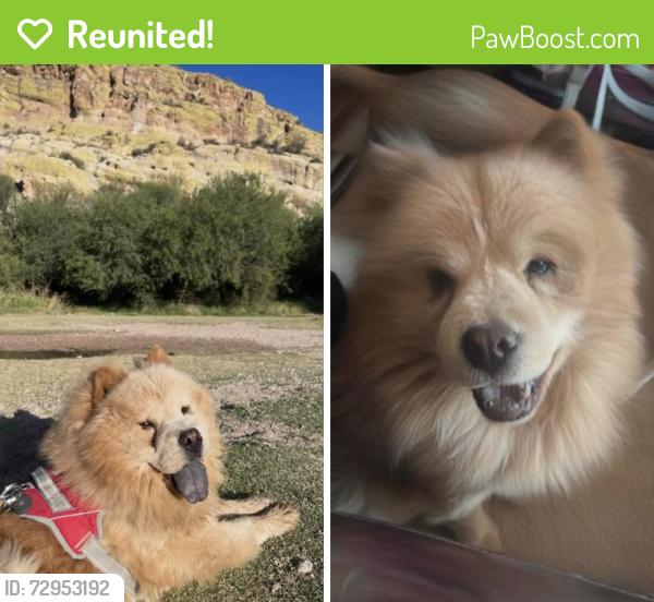 Reunited Male Dog last seen Pasadena rd and Mesa dr, Mesa, AZ 85201