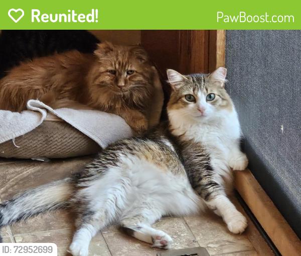 Reunited Female Cat last seen 16th St and 45th Avenue Kenosha/Somers WI, Somers, WI 53144