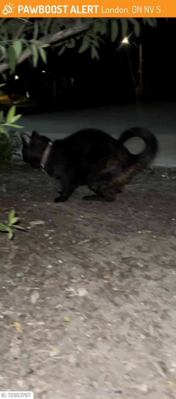 Found/Stray Unknown Cat last seen Elementary School on Fallons Ln, London, ON N5V 3S6