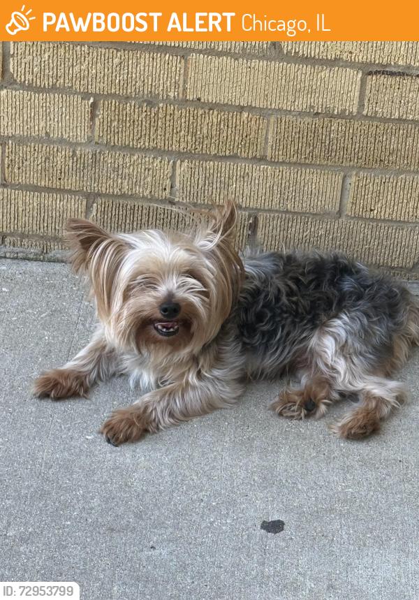 Found/Stray Male Dog last seen Indiana & 130thst , Chicago, IL 60827
