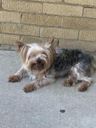 Found/Stray Male Dog last seen Indiana & 130thst , Chicago, IL 60827
