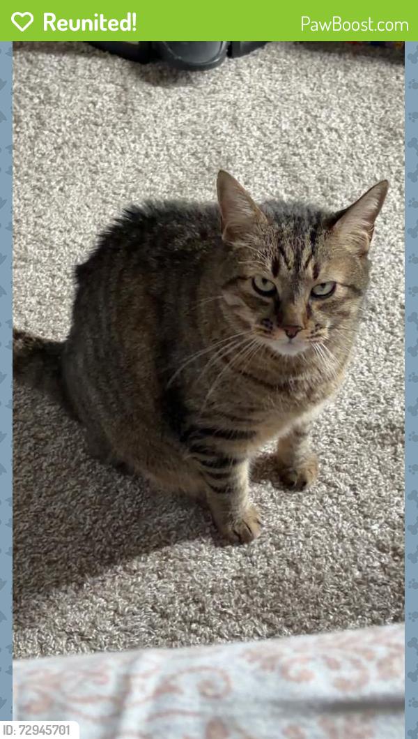 Reunited Male Cat last seen last seen on the corner of white feather ln and cochise ct, Mechanicsville, MD 20659