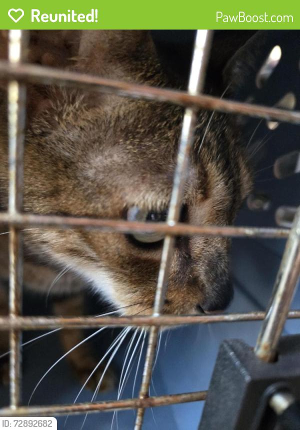 Reunited Unknown Cat last seen Hogan, Port St. Lucie, FL 34983