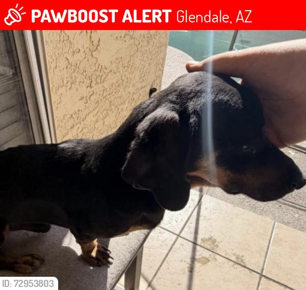 Lost Male Dog last seen N 63rd Drive , Glendale, AZ 85302