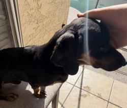 Lost Male Dog last seen N 63rd Drive , Glendale, AZ 85302