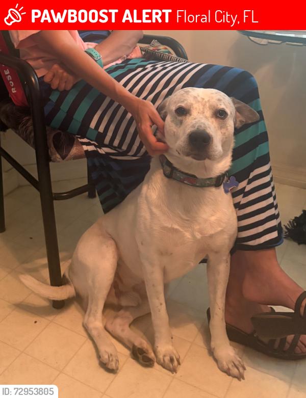 Lost Male Dog last seen Clearview and Oakview Floral City FL & South Istachatta Rd., Floral City, FL 34436