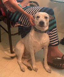 Lost Male Dog last seen Clearview and Oakview Floral City FL & South Istachatta Rd., Floral City, FL 34436