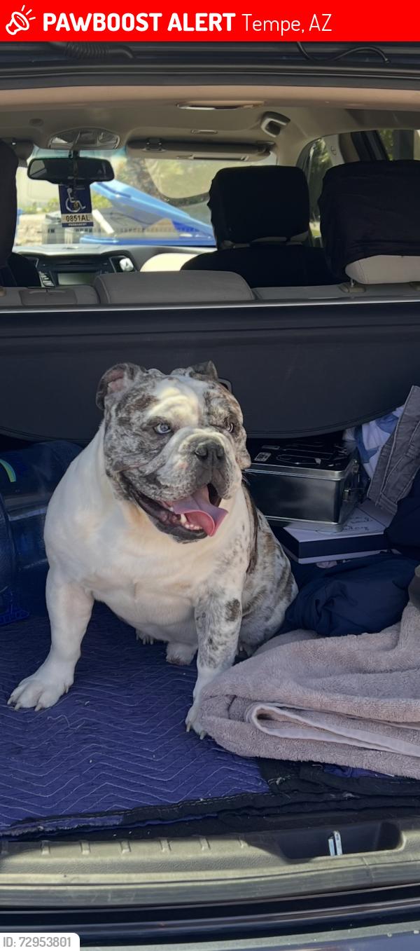 Lost Male Dog last seen Hardy drive and Santa Cruz st, Tempe, AZ 85282