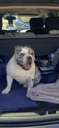 Lost Male Dog last seen Hardy drive and Santa Cruz st, Tempe, AZ 85282
