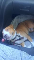 Lost Female Dog last seen Crows landing and reliance, Modesto, CA 95358