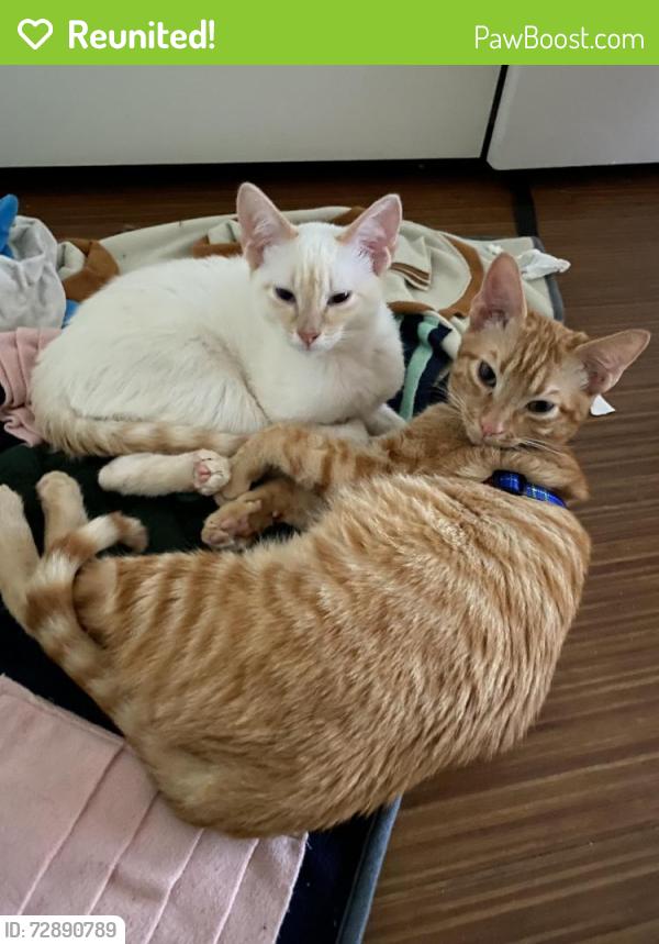 Reunited Male Cat last seen Near Addison Dr. Highland Village TX, Highland Village, TX 75077