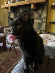 Lost Male Cat last seen Vintage Lane, Birmingham, AL 35244