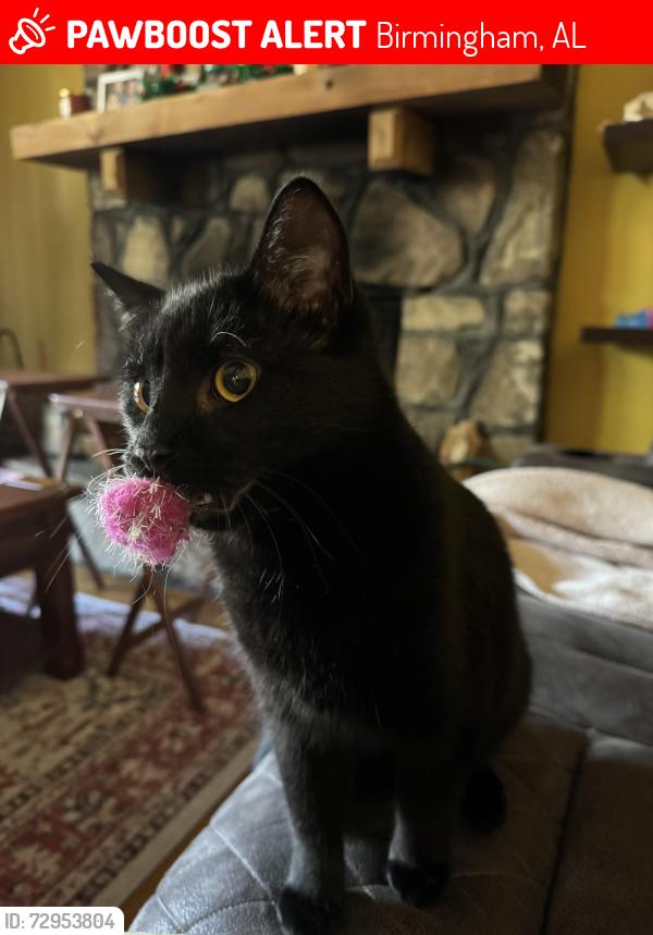 Lost Male Cat last seen Vintage Lane, Birmingham, AL 35244