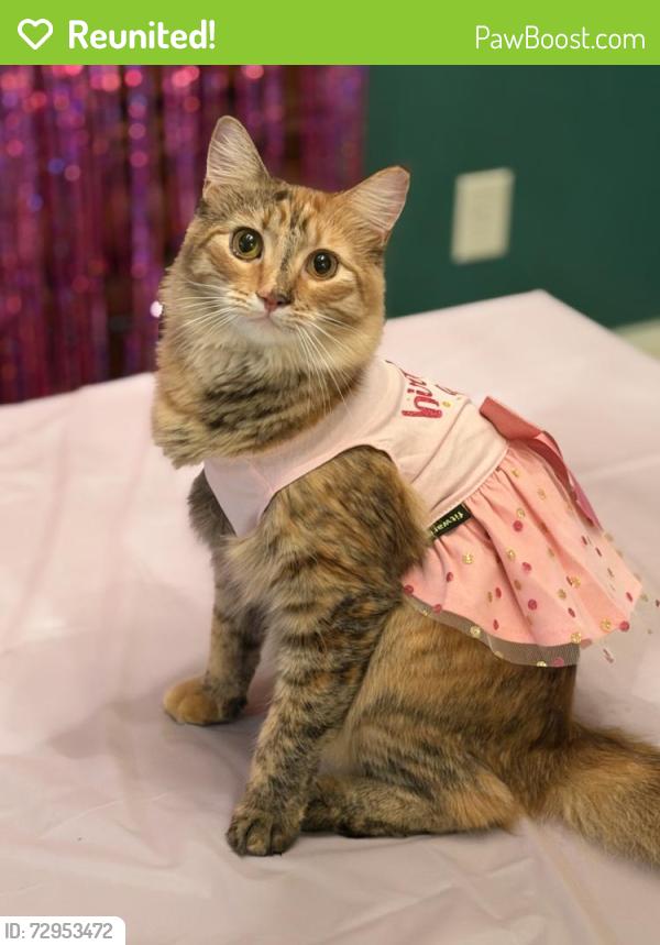 Reunited Female Cat last seen Battle Farms Neighborhood, Rome, GA 30165