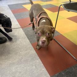 Shelter Stray Female Dog last seen , Philadelphia, PA 19140