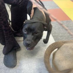 Shelter Stray Female Dog last seen , Philadelphia, PA 19140
