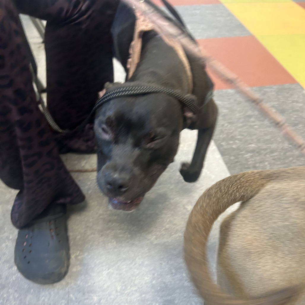 Shelter Stray Female Dog last seen , Philadelphia, PA 19140