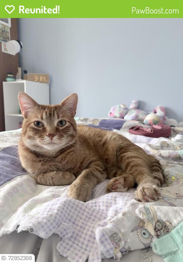 Reunited Male Cat last seen Woodland Dr., Wildridge Rd., Saint Paul, MN 55115